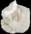 Otodus Shark Tooth Fossil In Rock - Eocene #47755-1